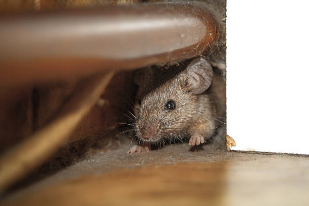 Rat hiding in wall - Rodent inspection and removal